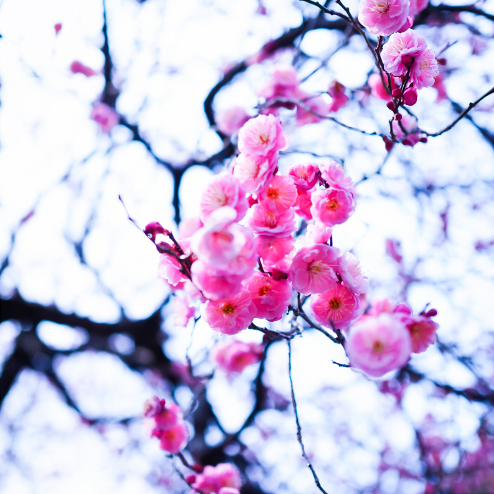 里の桃の花