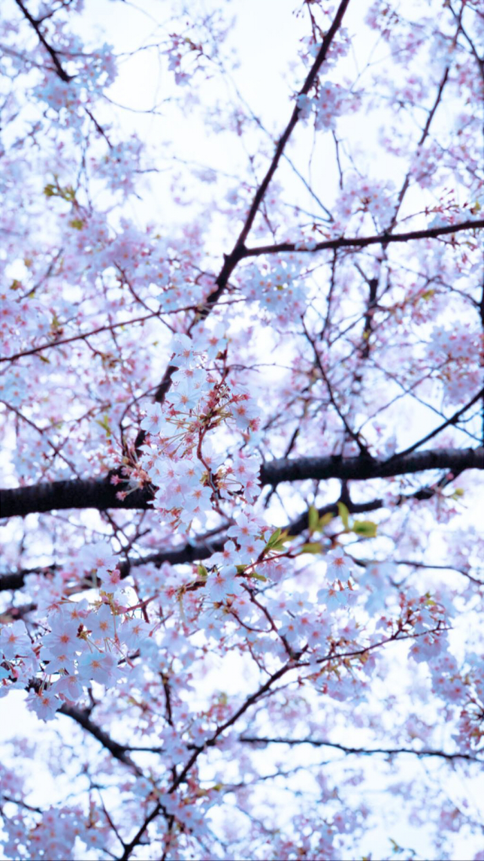 新宿駅前でみた2019年の初桜